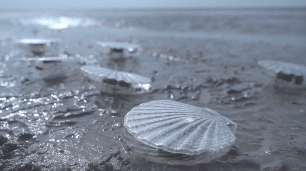 Marco Barotti installation&nbsp;Clams