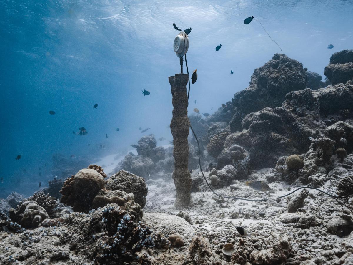 Coral Sonic Resilience