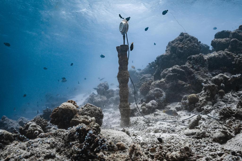 Coral Sonic Resilience